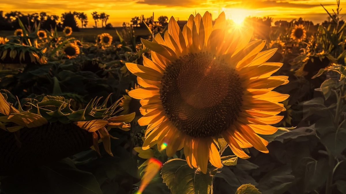 A la sombra de un girasol